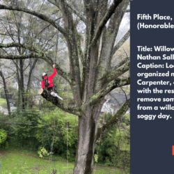 Fifth Place, May 2025 (Honorable Mention) – Willow Oak